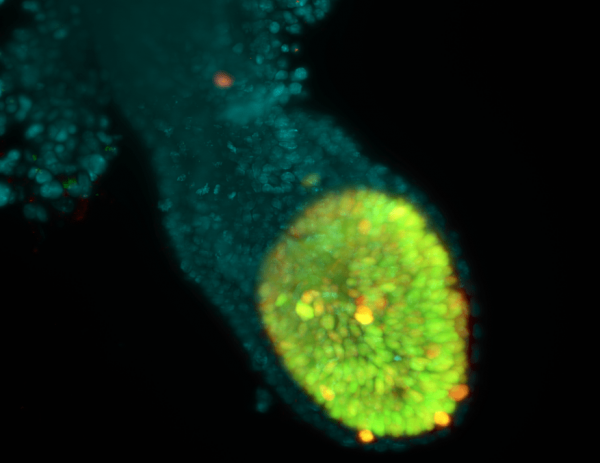 Immunofluorescence image of embryonic day 6.25 mouse embryos expressing Oct4-mCherry, H2B-GFP and DAPI